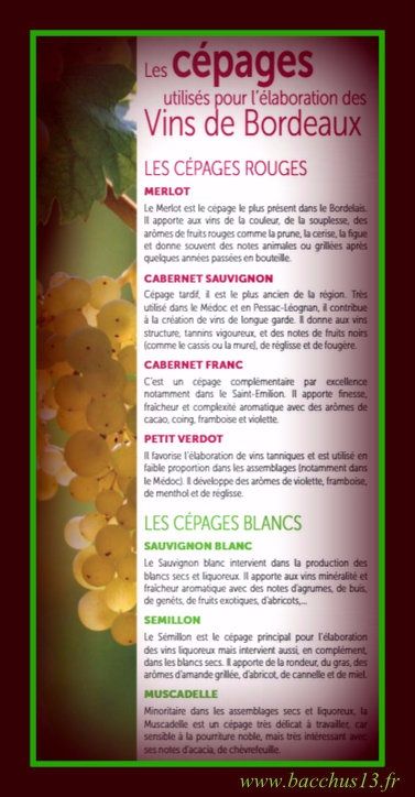 Principaux cépages utilisés dans le Bordelais