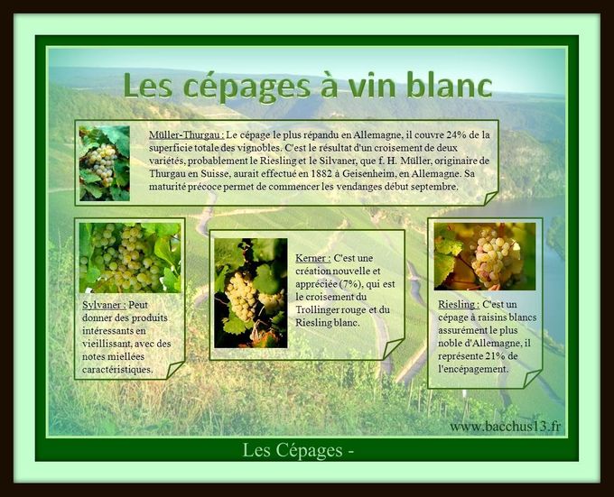 Les Cépages -