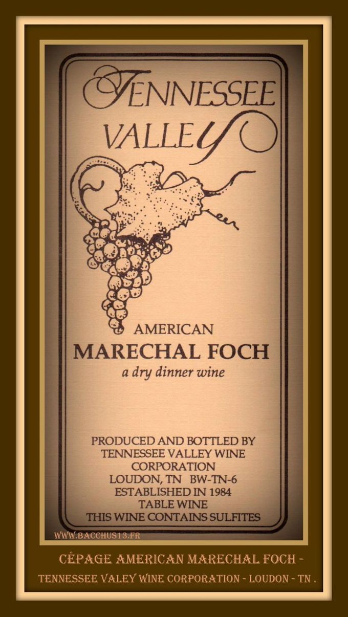 Cépage AMERICAN MARéCHAL FOCH - TENNESSEE VALLEY WINE CORPORATION - LOUDON - TENNESSEE - 