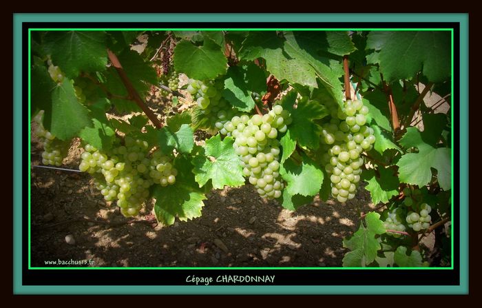 Le cépage Chardonnay est un cépage blanc Français originaire de Bourgogne .
Il est issu d'un croisement du pinot Noir et du Gouais et fait donc partie de la famille des Noiriens .
 -Il est présent dans pratiquement toutes les régions viticoles du monde . Il a un potentiel qualitatif élevé lui permettant d'entrer dans l'élaboration de vins secs , effervescents et même liquoreux .Il existe de nombreux styles de vins de Chardonnay .
Sa teneur en sucre peut atteindre un niveau élevé .